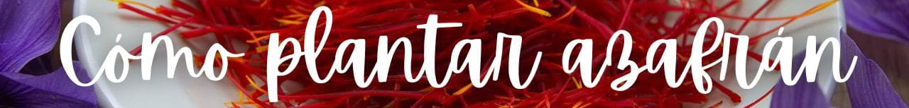 Banni&egrave;re&nbsp;: Comment planter du safran